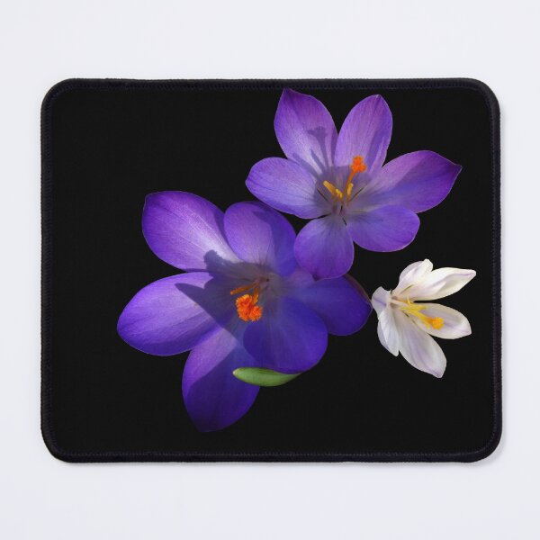 Item preview, Purple and White Crocus Flowers on Black Background designed and sold by MajikFlower.
