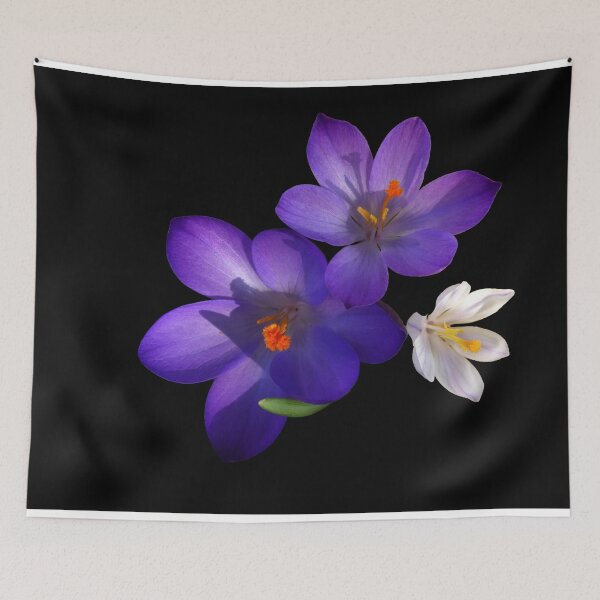 Item preview, Purple and White Crocus Flowers on Black Background designed and sold by MajikFlower.