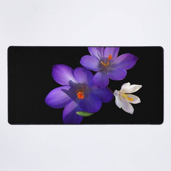 Item preview, Purple and White Crocus Flowers on Black Background designed and sold by MajikFlower.