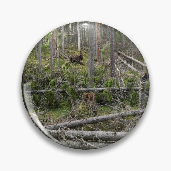 Item preview, Multiharju forest. Seitseminen National Park designed and sold by Jouko Lehto Photography.
