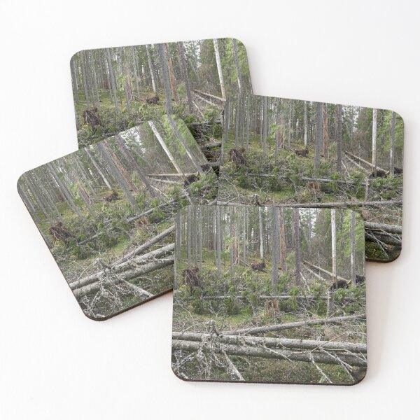 Item preview, Multiharju forest. Seitseminen National Park designed and sold by Jouko Lehto Photography.