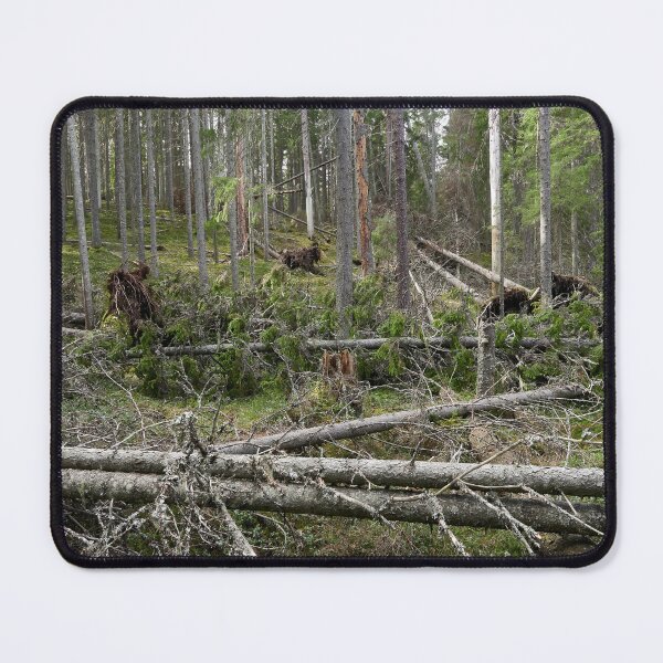 Item preview, Multiharju forest. Seitseminen National Park designed and sold by Jouko Lehto Photography.