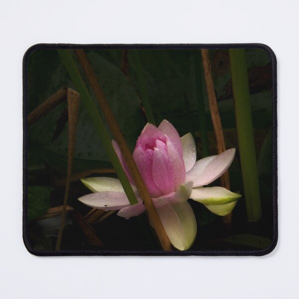 Item preview, Pink Water Lily with Dew Drops designed and sold by MajikFlower.
