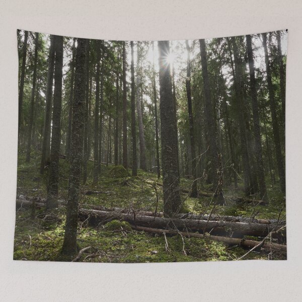 Item preview, Backlight. Seitseminen National Park designed and sold by Jouko Lehto Photography.