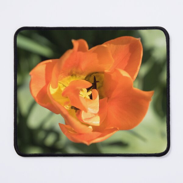 Item preview, Bold Orange Tulip Bloom with a Hidden Center designed and sold by Georgia Mizuleva.