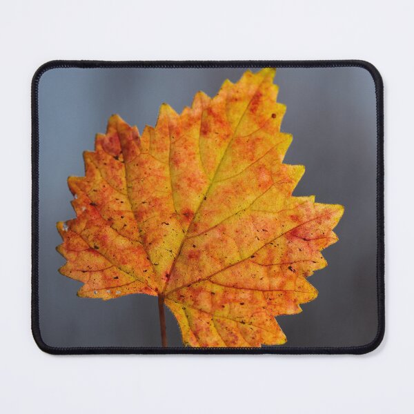 Item preview, Colorful Autumn Leaf Close Up with Soft Background designed and sold by onubi.