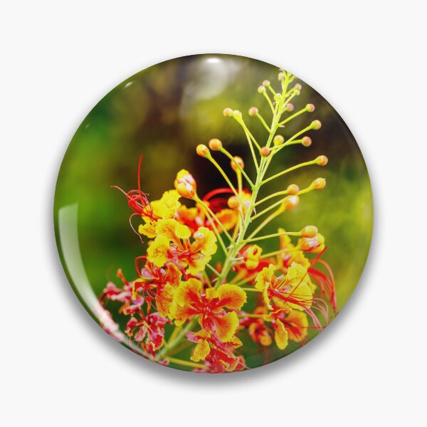 Item preview, Vibrant Pride of Barbados (Caesalpinia pulcherrima)  designed and sold by AbulailArt.