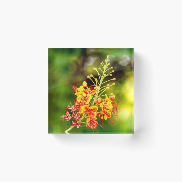Item preview, Vibrant Pride of Barbados (Caesalpinia pulcherrima)  designed and sold by AbulailArt.