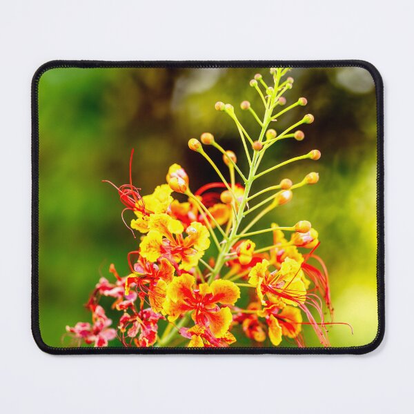Item preview, Vibrant Pride of Barbados (Caesalpinia pulcherrima) designed and sold by AbulailArt.