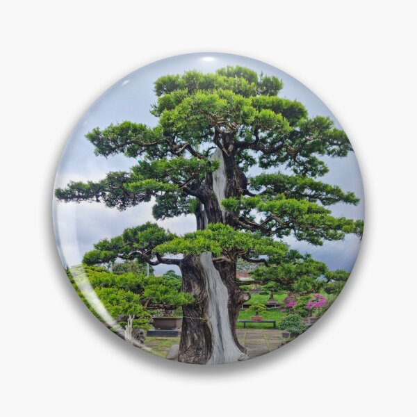 Artikelvorschau, Da Lat Kaiserliche Bonsai – Lebendige Kunst der Antike | Vietnam Zen-Botanische Fotografie entworfen und verkauft von Ross.A.Campbell.