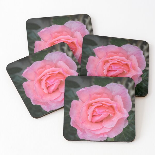 Item preview, Soft Pink Rose | Romantic Botanical Photography designed and sold by SilentBloomLab.