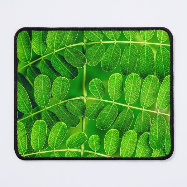 Item preview, Detailed Close-up of Symmetrical Green Pinnate Leaves Showing Intricate Vein Patterns designed and sold by AbulailArt.