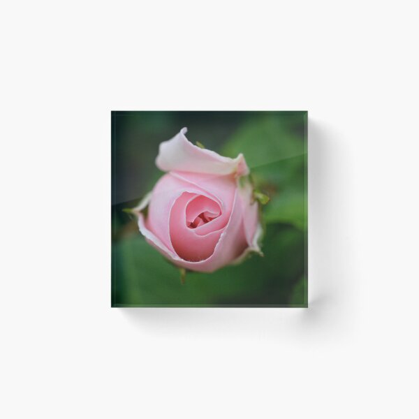 Item preview, Blush Pink Rosebud | Romantic Botanical Photography designed and sold by SilentBloomLab.
