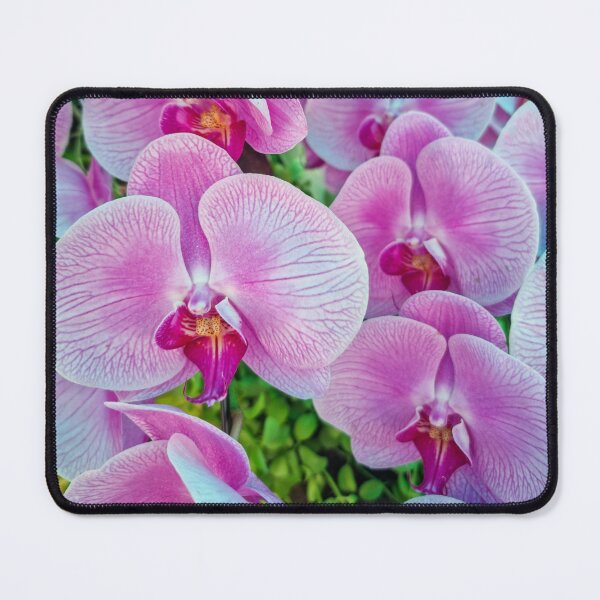 Item preview, Pink Moth Orchid Bloom - Delicate Tropical Petals | Soft Pink Botanical Art designed and sold by Ross.A.Campbell.