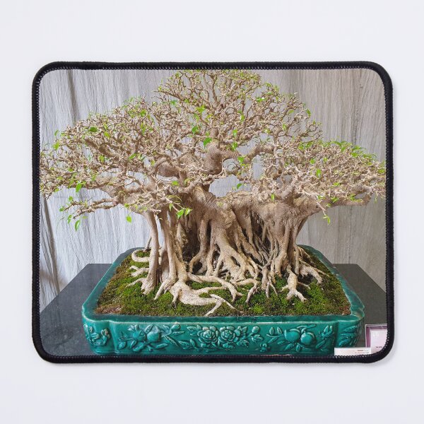 Item preview, Vietnamese Bonsai Masterpiece - Ancient Living Sculpture | Zen Garden Fine Art designed and sold by Ross.A.Campbell.