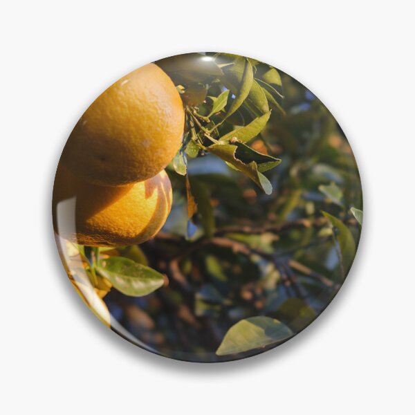 Item preview, Japanese Mikan Citrus Fruit at Sunrise – Satta-Toge Pass, Shizuoka, Japan designed and sold by Pix4Japan.
