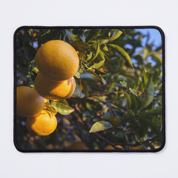 Item preview, Japanese Mikan Citrus Fruit at Sunrise – Satta-Toge Pass, Shizuoka, Japan designed and sold by Pix4Japan.