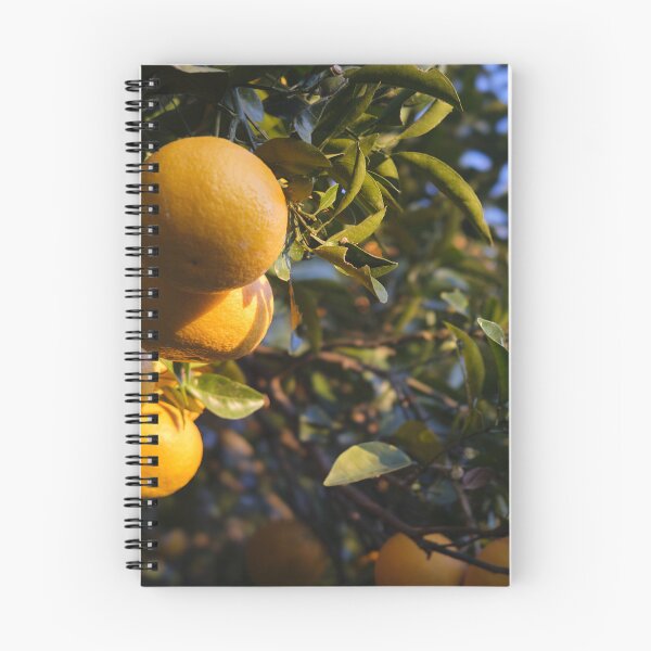 Item preview, Japanese Mikan Citrus Fruit at Sunrise – Satta-Toge Pass, Shizuoka, Japan designed and sold by Pix4Japan.