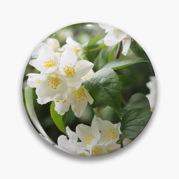 Artikelvorschau, Romantische Jasminblüten entworfen und verkauft von AsahiNoAme.