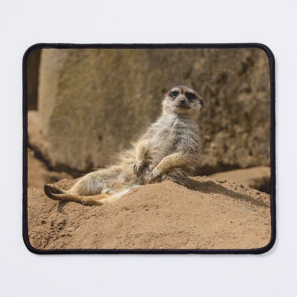 Item preview, A playful meerkat sunbathing – a relaxed wildlife moment designed and sold by Marc Alexander Kunze.
