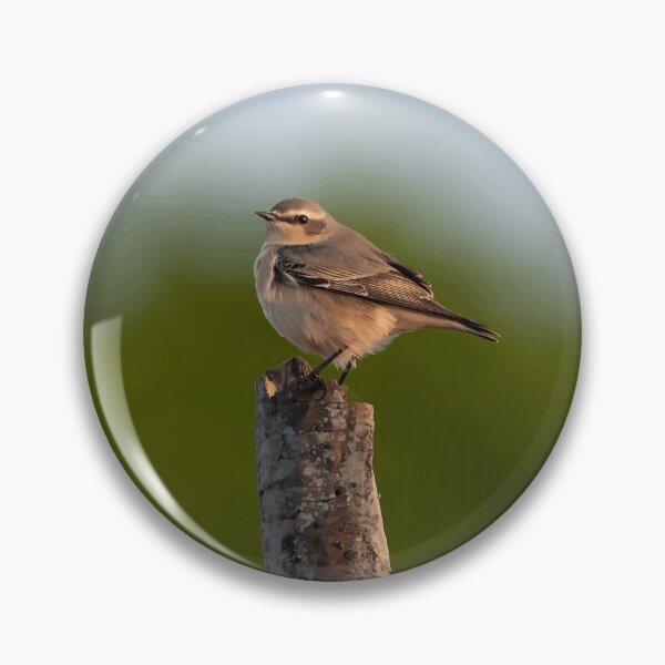 Item preview, Soft Brown Songbird designed and sold by Minas-Photos.