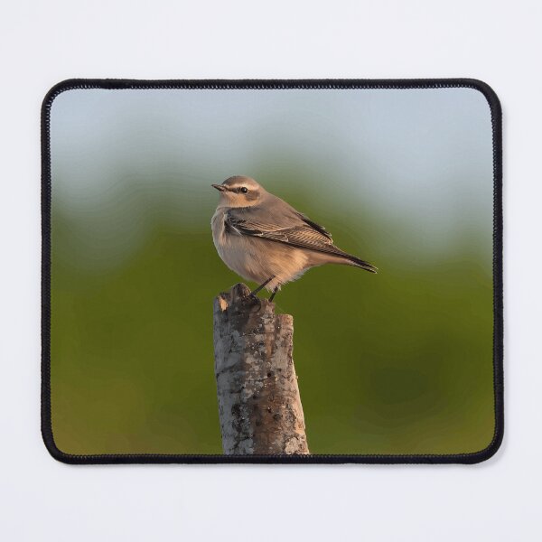Item preview, Soft Brown Songbird designed and sold by Minas-Photos.