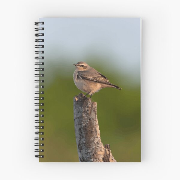 Artikelvorschau, Sanftbrauner Singvogel entworfen und verkauft von Minas-Photos.