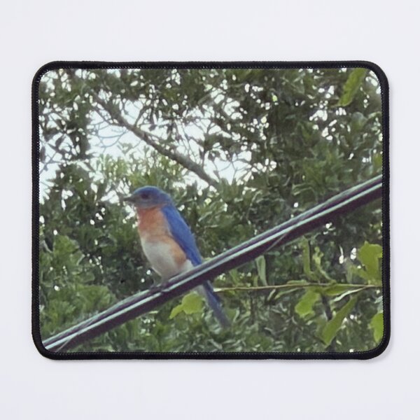 Item preview, Eastern Bluebird (Sialia sialis) – Bright Songbird of Open Fields & Backyards. designed and sold by Pearls1.
