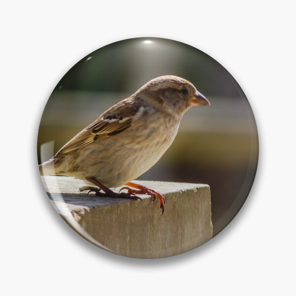 Item preview, Small Sparrow Perched on Concrete Ledge in Sunlight — Natural Urban Bird Close-Up designed and sold by Nmallia.