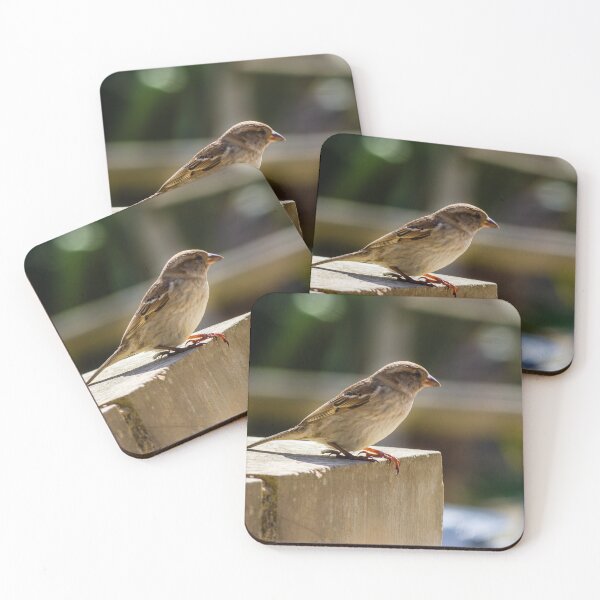 Item preview, Small Sparrow Perched on Concrete Ledge in Sunlight — Natural Urban Bird Close-Up designed and sold by Nmallia.