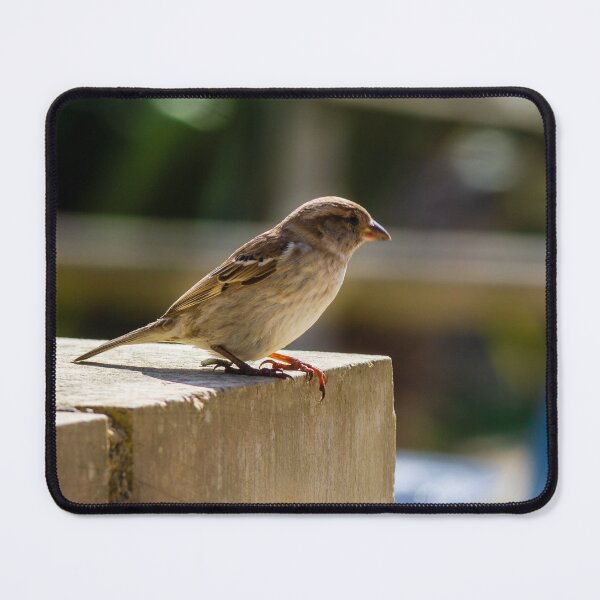Item preview, Small Sparrow Perched on Concrete Ledge in Sunlight — Natural Urban Bird Close-Up designed and sold by Nmallia.