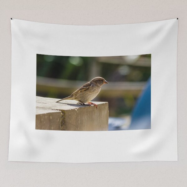 Item preview, Small Sparrow Perched on Concrete Ledge in Sunlight — Natural Urban Bird Close-Up designed and sold by Nmallia.