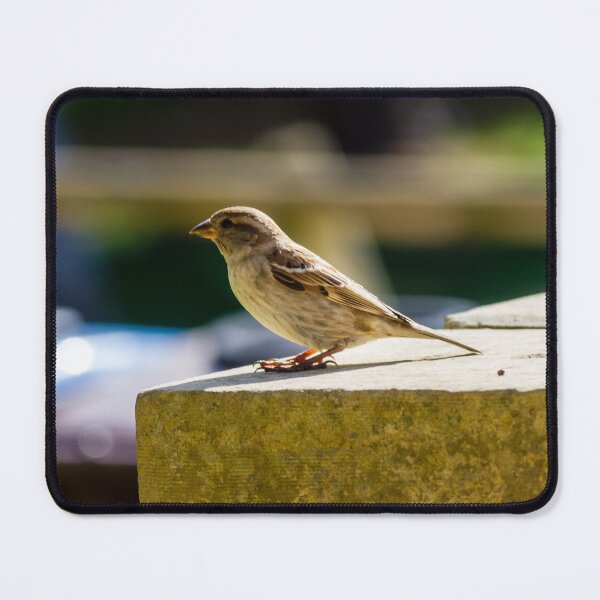 Item preview, Small Sparrow Perched on Concrete Ledge in Sunlight — Natural Urban Bird Close-Up designed and sold by Nmallia.