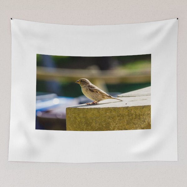Item preview, Small Sparrow Perched on Concrete Ledge in Sunlight — Natural Urban Bird Close-Up designed and sold by Nmallia.