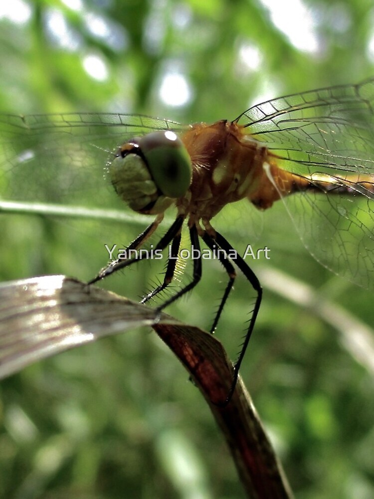 The magic smile of the dragonfly by lobaina1979