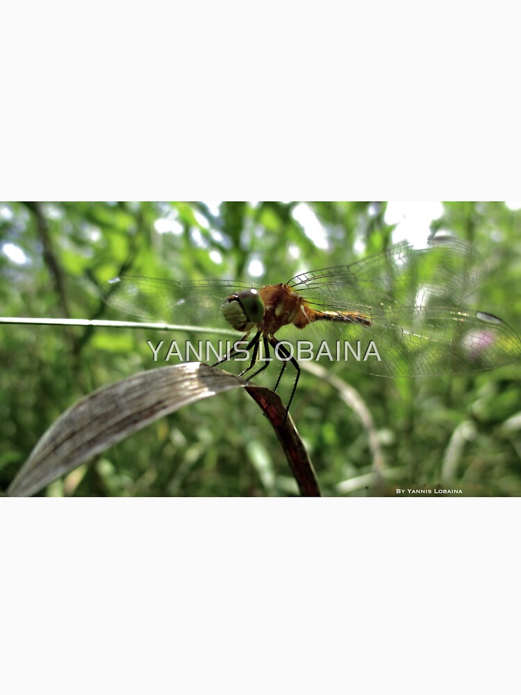 The magic smile of the dragonfly by lobaina1979