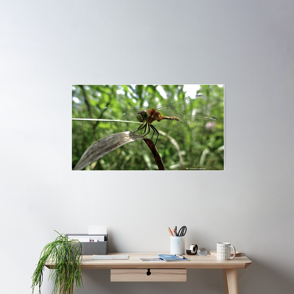 The magic smile of the dragonfly Poster
