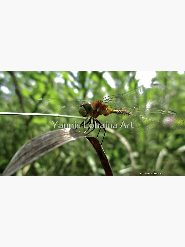 The magic smile of the dragonfly by lobaina1979