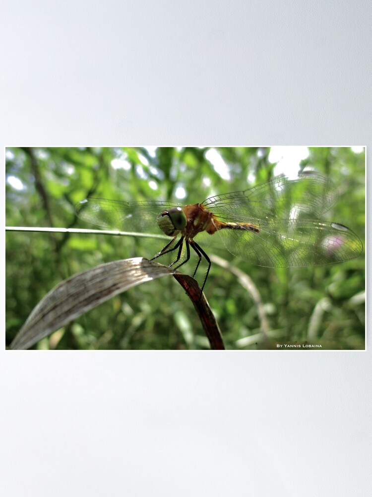 Alternate view of The magic smile of the dragonfly Poster