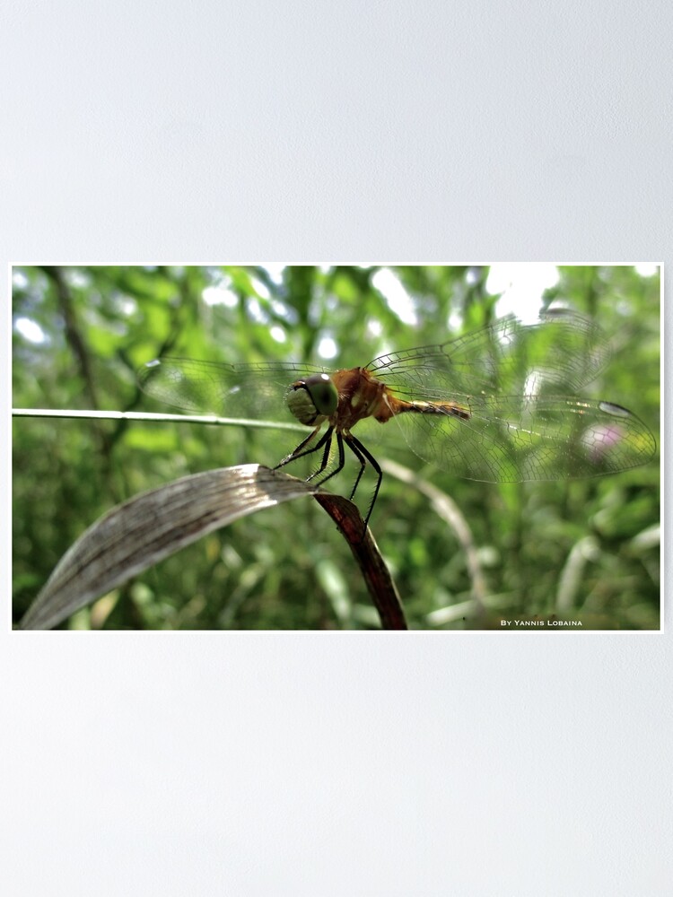 Alternate view of The magic smile of the dragonfly Poster