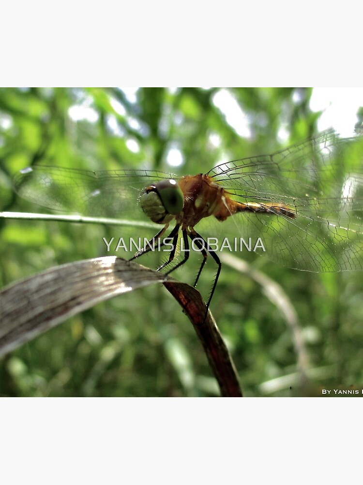 The magic smile of the dragonfly by lobaina1979