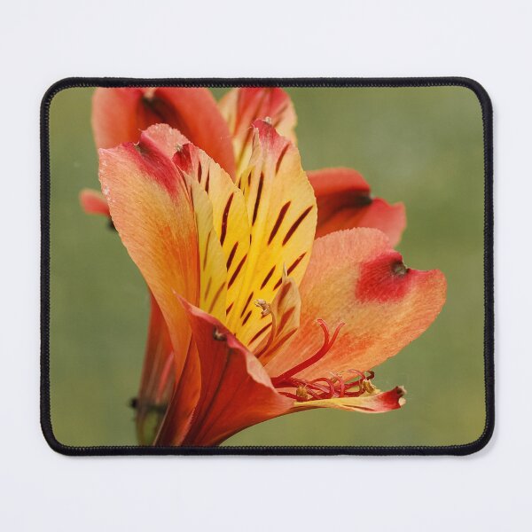 Item preview, Inca lily designed and sold by MS.photo.