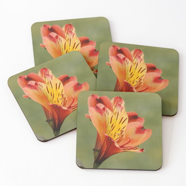 Item preview, Inca lily designed and sold by MS.photo.