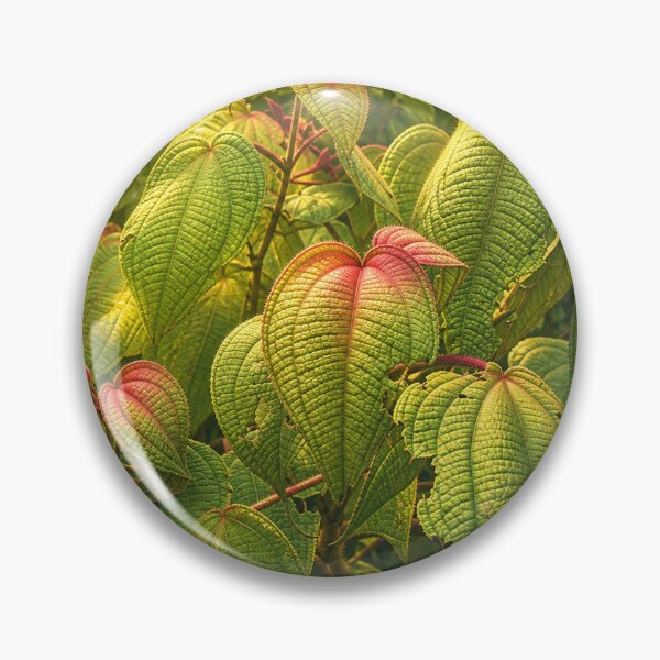 Item preview, Amazing plants of the Rainforest - Toro Negro Puerto Rico designed and sold by www.elyunqueprints.store.
