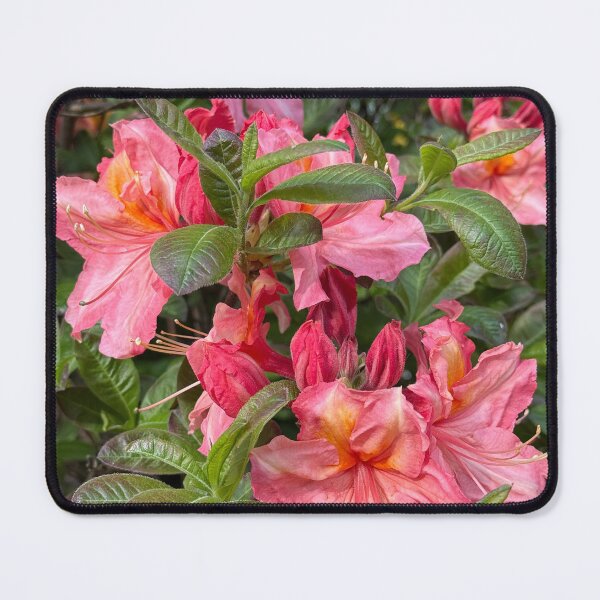 Item preview, Vibrant Pink Azalea Blooms designed and sold by veraD58.