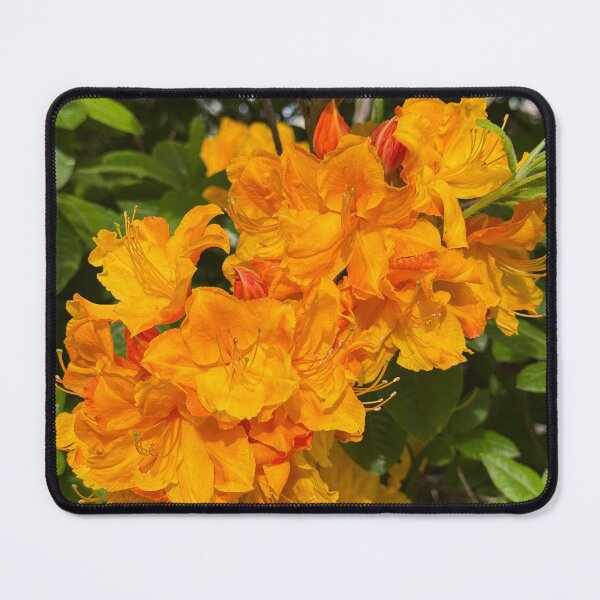 Item preview, Vibrant Orange Azaleas in Bloom designed and sold by veraD58.