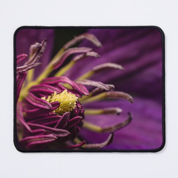 Item preview, Heart of Purple — Clematis Macro in Gold and Violet designed and sold by Rabee Khalil Photography.