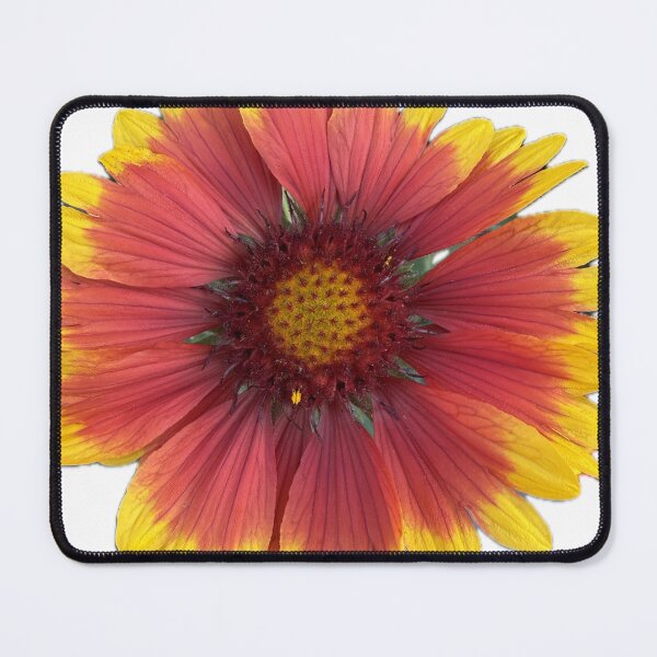 Item preview, Vibrant Gaillardia Blanket Flowers Isolated on White Background designed and sold by BalkanBloom.