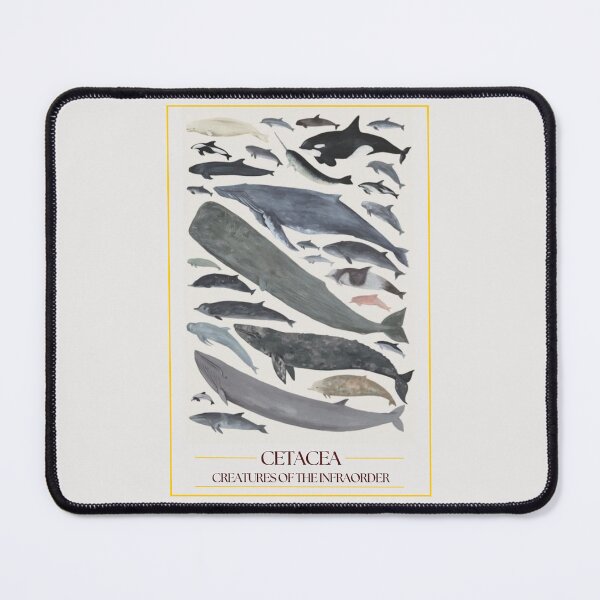 Item preview, Infra-order Cetaceans - redesign designed and sold by PatronesKawai.