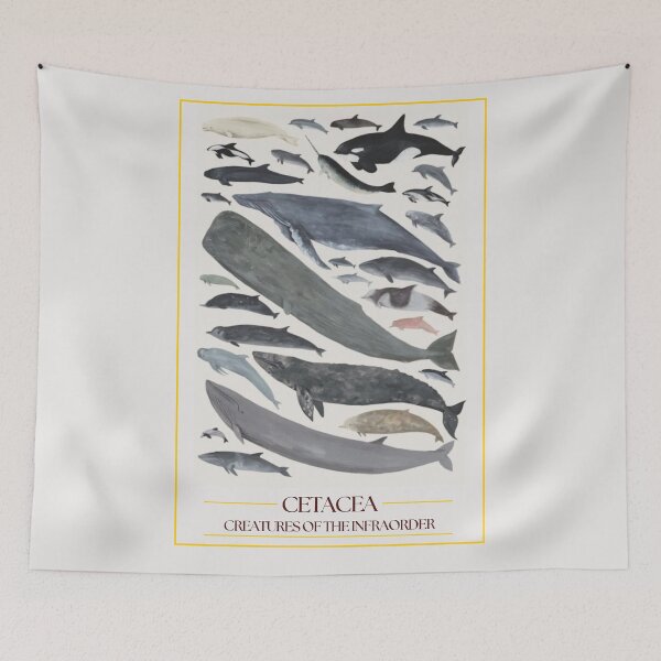Item preview, Infra-order Cetaceans - redesign designed and sold by PatronesKawai.